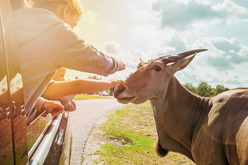 Safariland Stukenbrock und die Tiere